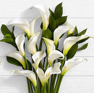 Meet your Posher, Lily